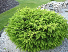 ��� Picea abies Nidiformis P9 20-25==173 �.-.jpeg