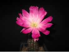 Lobivia winteriana