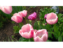 IMG 20190506 154937.jpg