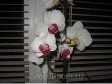 ������� �������� ������� ����� � ���������� ����� (������� ��������)