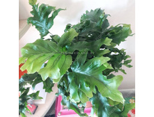 ��������� ���� ������� �������