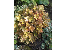 ������� ��������