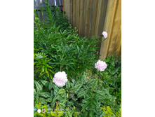 IMG 20190616 101241.jpg