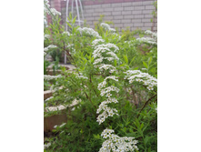 ������ ����� ��������