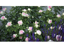 ���� �� ������