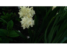 IMG 20190510 171719.jpg