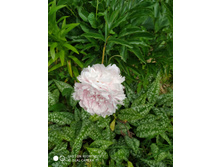 IMG 20190616 101238.jpg