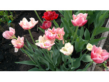 IMG 20190510 171658.jpg