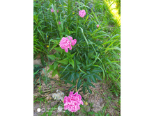 IMG 20190608 154451.jpg