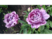 IMG 20190510 171632.jpg