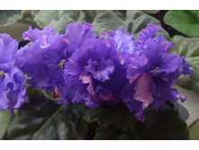 ��-������� �.jpg