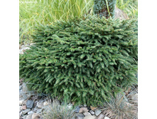 ��� �������� ����� (Picea omorika Karel).jpg