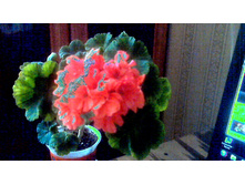 ���������� Dagmar Murrey