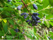 IMG 20190608 190724.jpg