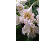 Sunkissed Rose - 50�