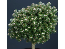 ����� ��������� (���� 'Silberperle')=.jpg