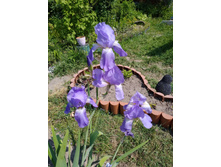 IMG 20190609 130204.jpg