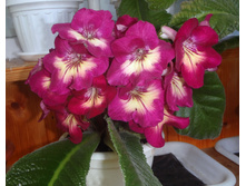 DS-������� ������.jpg