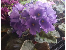 ��-����� ����������.jpg