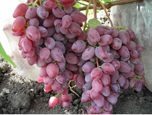 ������� ��������������.jpg