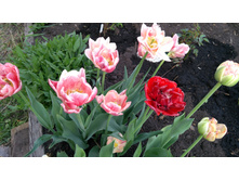 IMG 20190510 172125.jpg