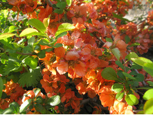 ���� �������� �����