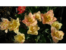 IMG 20190507 082817.jpg