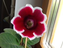 ��������� � ������ ��������