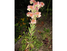 ������ �������� ��������