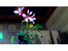 Nignonne oz(Formosum)