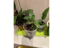 New One � ������� 3 ��, 1 �����