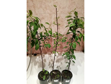 ������, ���������, �������� �������.05,06,2019