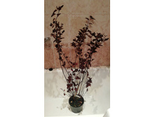 �������������, 2018