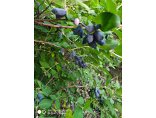 IMG 20190608 190717.jpg