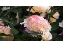 �� ������� ����� Augusta Louisa