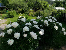 IMG 20190608 083322.jpg