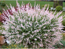 Salix (���) integra Hakuro-nishiki C3 40-60 ����-.jpg