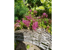 ������ ��������.