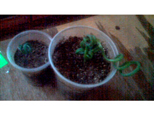 �������(������) ��������