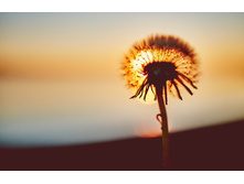 Dandelion-2617867 960 720.jpg