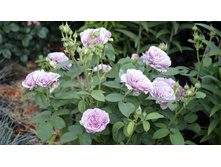 ������� ��� (lavender ice)