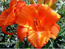 �������� ����� ��� ('Mauna Loa)- 150  ���.   ����  2 �����!!!