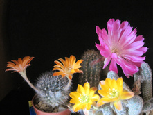 Aylostera flavystila + rebutia pygmaea + lobivia winteriana