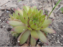 �������� (������)