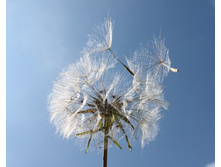 Garden-596711 960 720.jpg