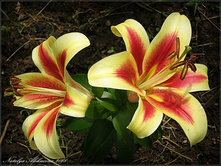 ����� �������