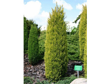Juniperus (������������) communis Gold Cone C3 25-30 ����==383-.jpg