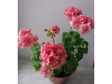 ���������� Wendy Red(������).jpg