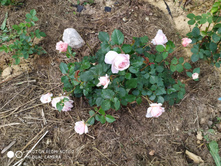 IMG 20190616 101110.jpg