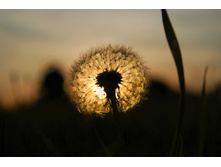 Dandelion-421044 960 720.jpg